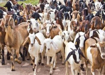 DABBOBI SUN YI KWANTAI A KASAR NIJAR