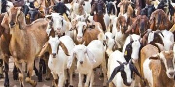 DABBOBI SUN YI KWANTAI A KASAR NIJAR